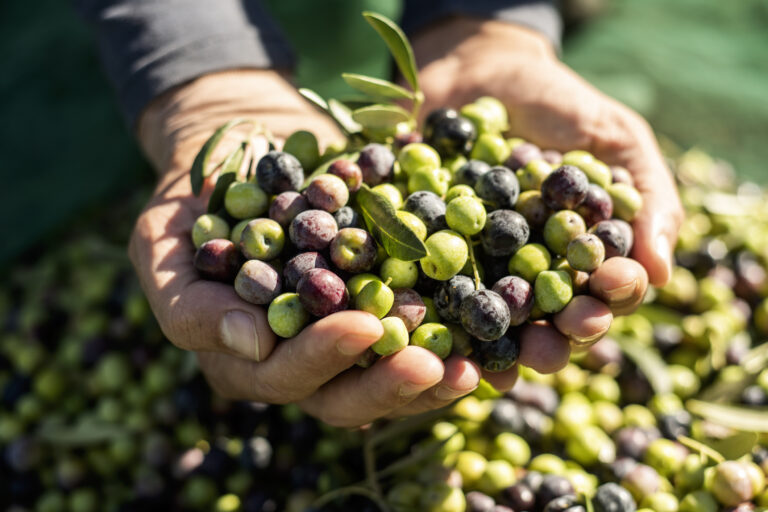 closeup of a young caucasian man with a pile of olives in his hands freshly collected during the harvesting in an olive grove in Catalonia, Spain